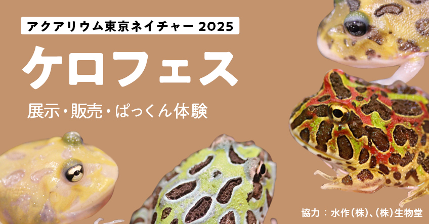 ツノガエルパックン体験