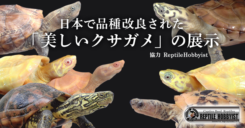 日本で品種改良された、美しいクサガメ各種の展示。協力：ReptileHobbyist