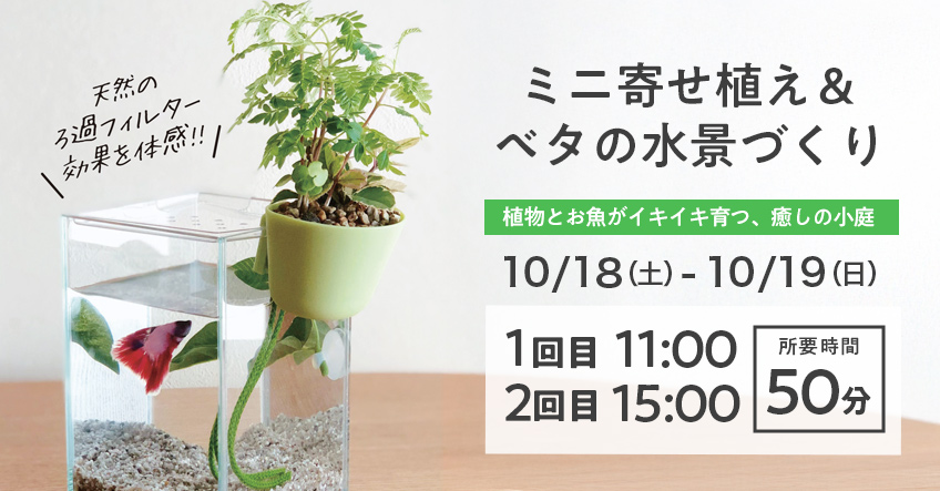 ミニ寄せ植え＆ベタの水景づくり