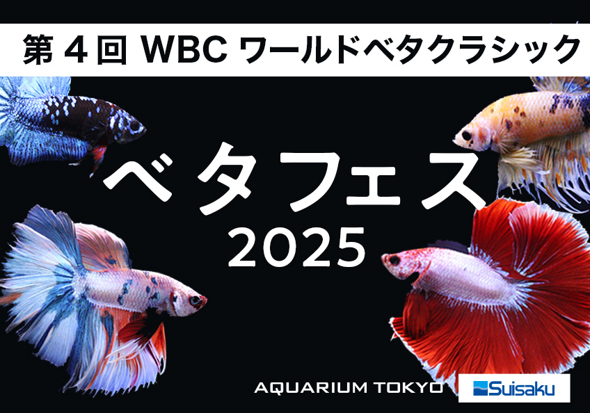 WBCワールドベタクラシック